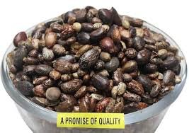 Castor Seeds