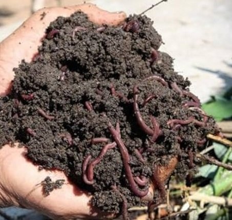 Cow Dung Vermicompost