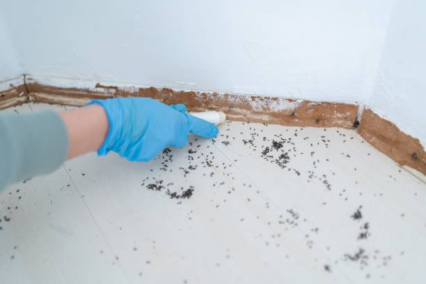Mosquito   Floor Cleaner