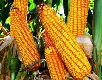 Yellow Maize