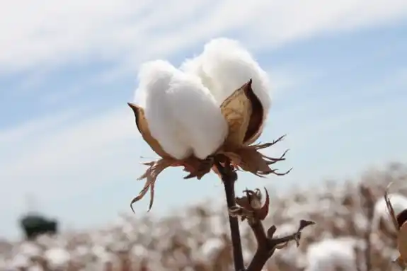 Cotton Fibre