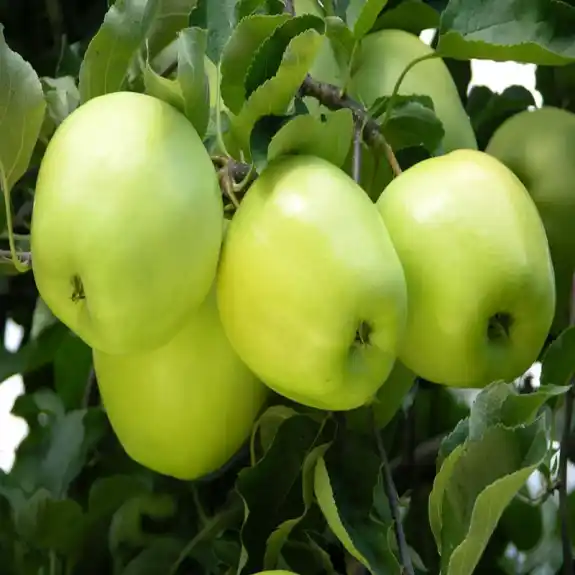 Green Apple