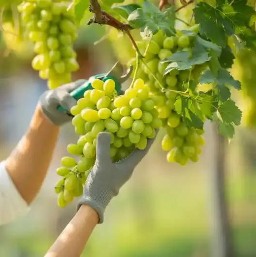 Green Grapes