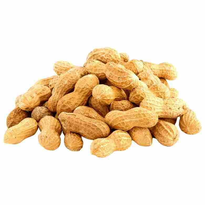 groundnut