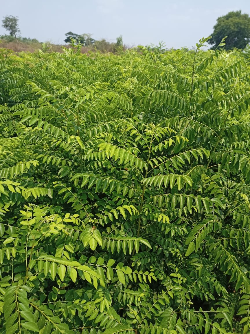 Curry Leaves