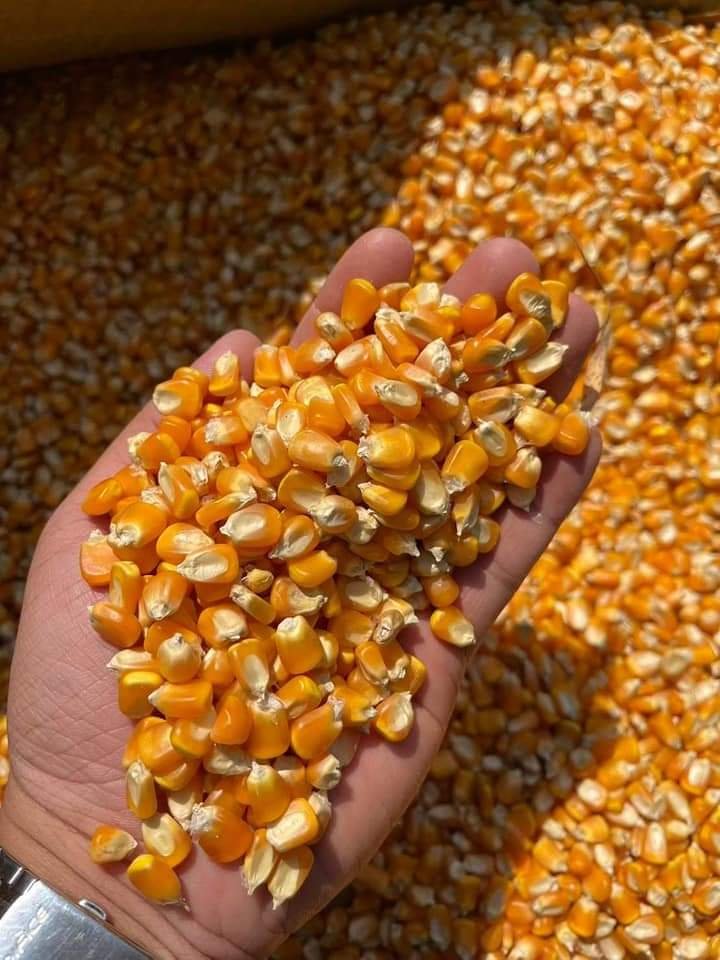 Yellow maize