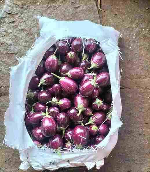 Brinjal