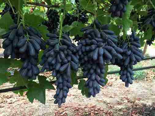 Black grapes
