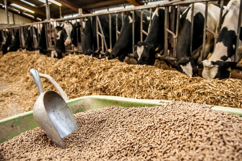 Animal feed