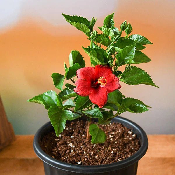 Hibiscus Rose Plant