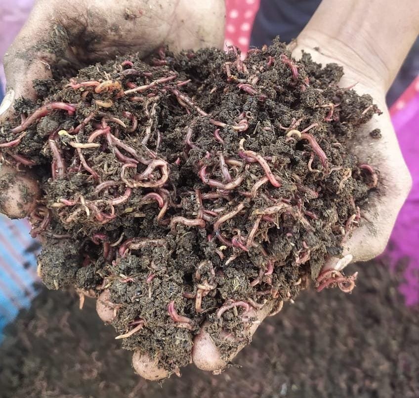 Vermi Compost