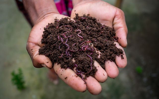 Organic Fertilizer