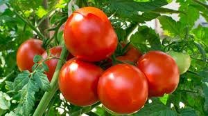 Fresh Tomato