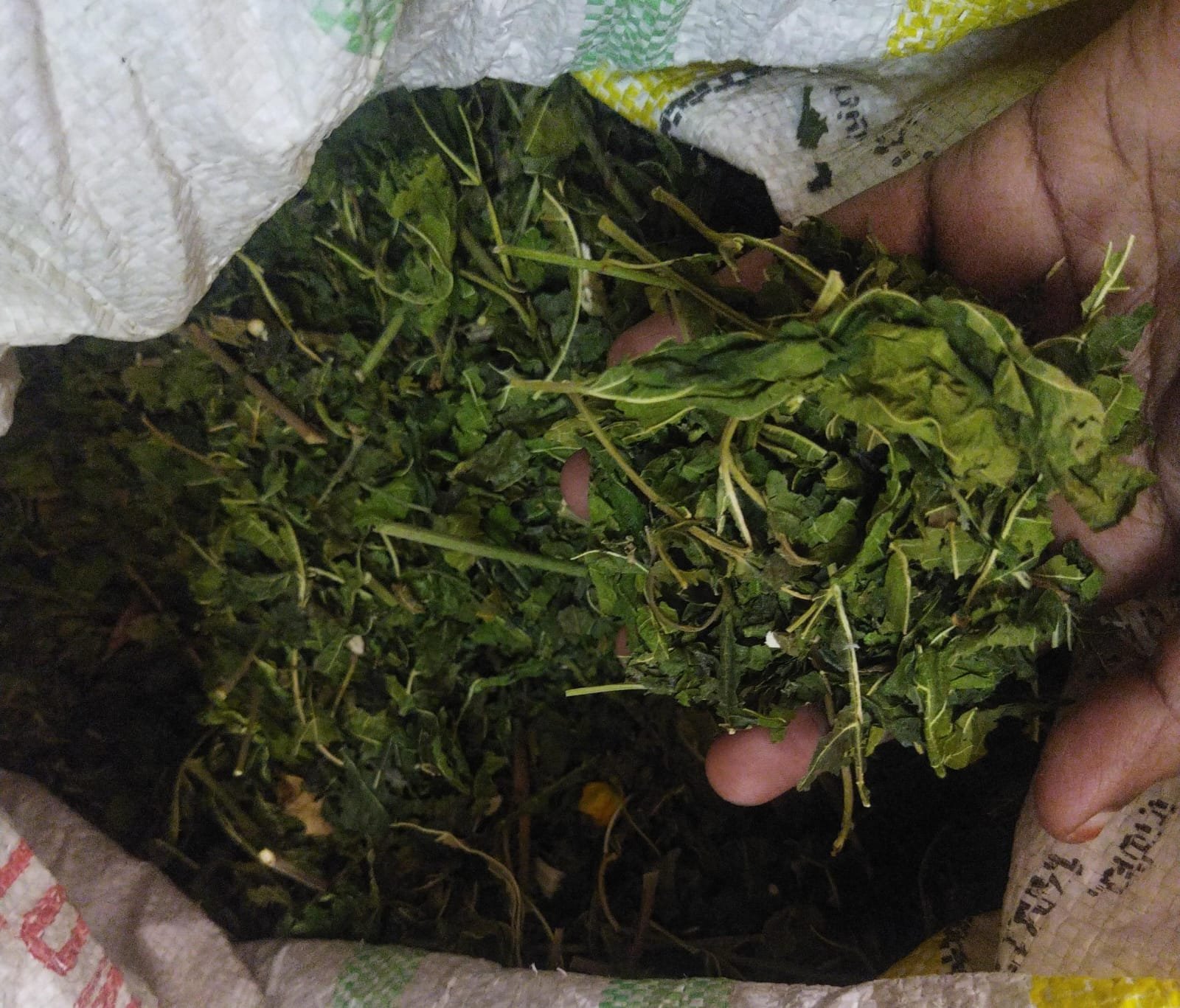 MULBERRY LEAVES