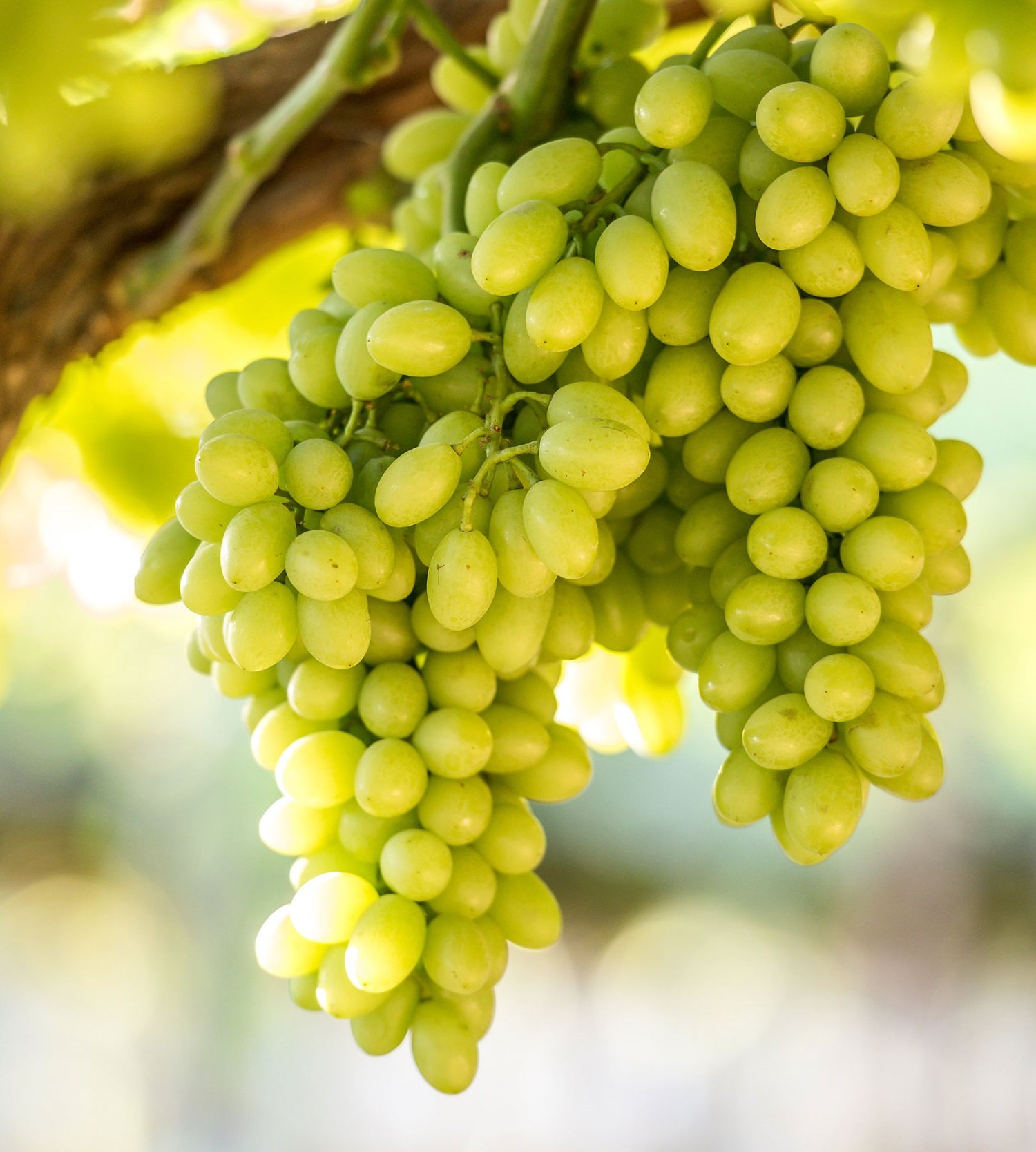 Green Grapes