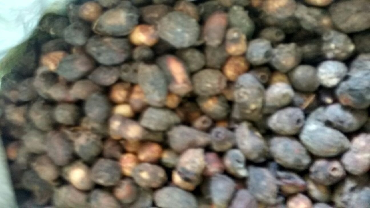 JAMUN SEED