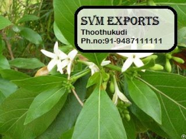 MORINDA TINTORIA