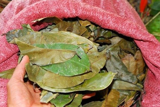 GRAVIOLA LEAVES