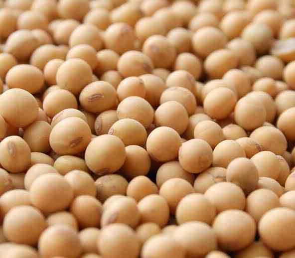 Soyabean