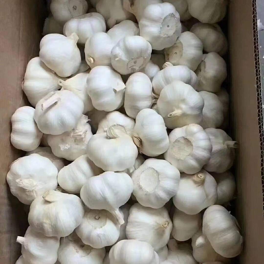 Fresh Garlic
