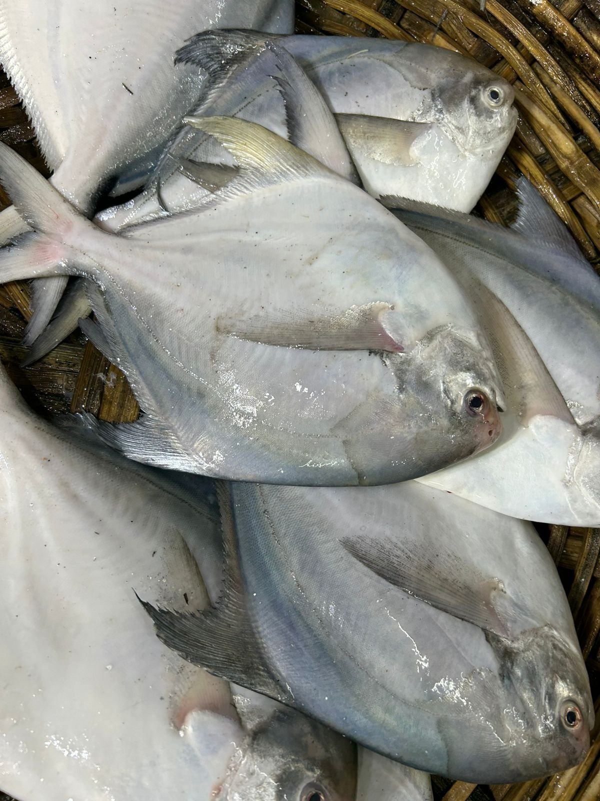 Fish