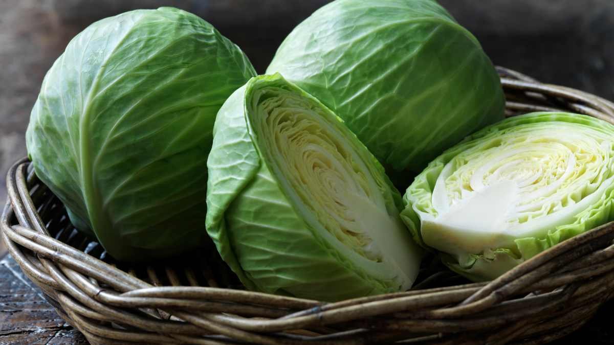 CABBAGE