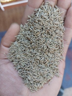 cumin seeds