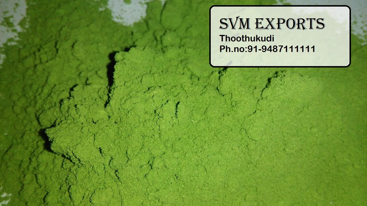 moringa leaf powder