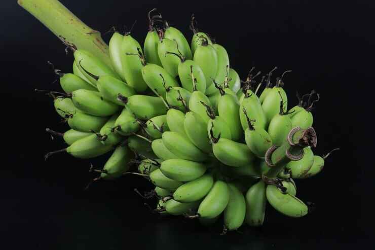 Cavendish Banana