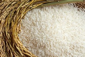 IR Rice