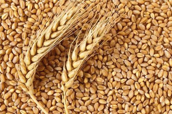 Whole Wheat