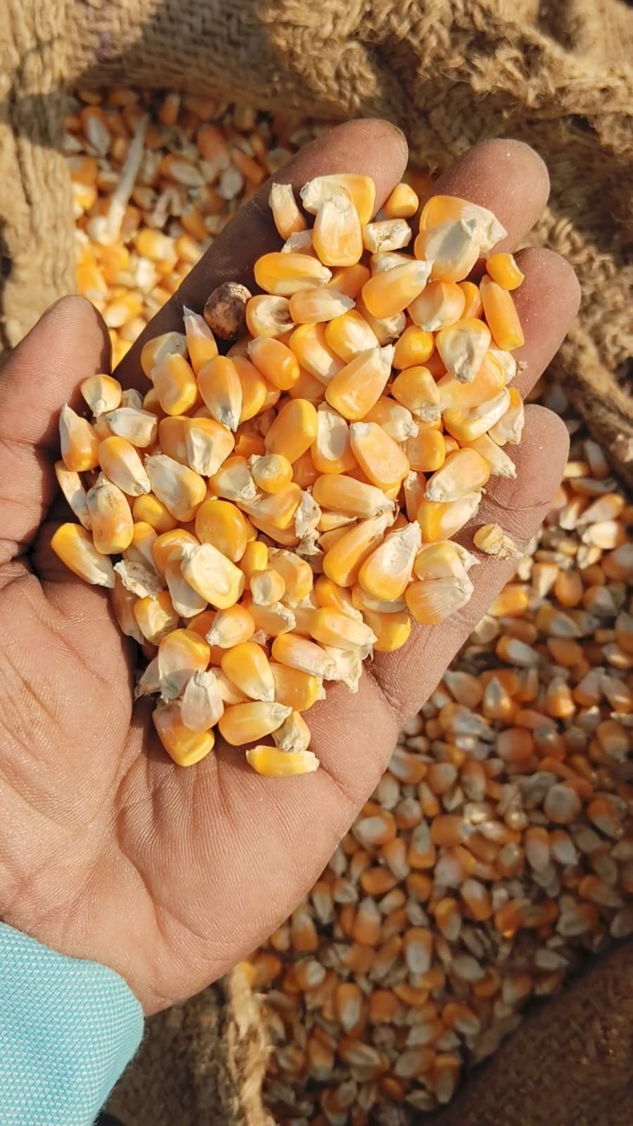 Yellow Maize