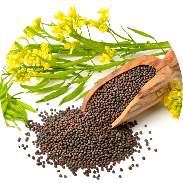 Mustard Seeds