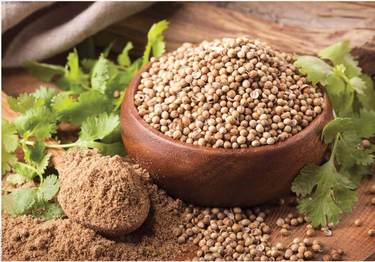 Coriander Seeds