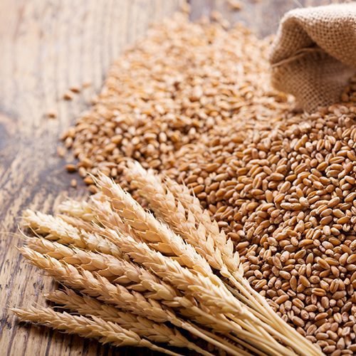 Wheat
