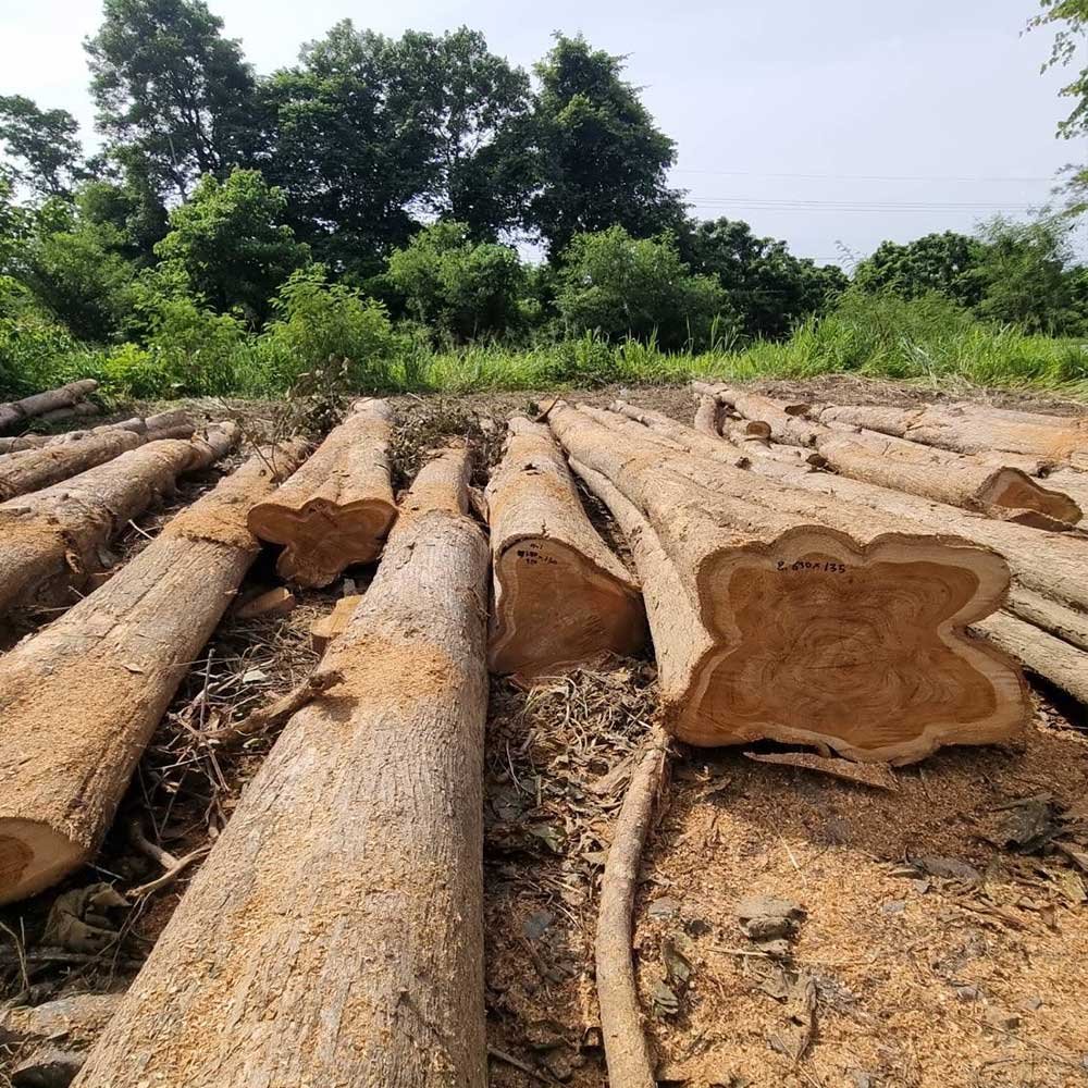 Teak Wood