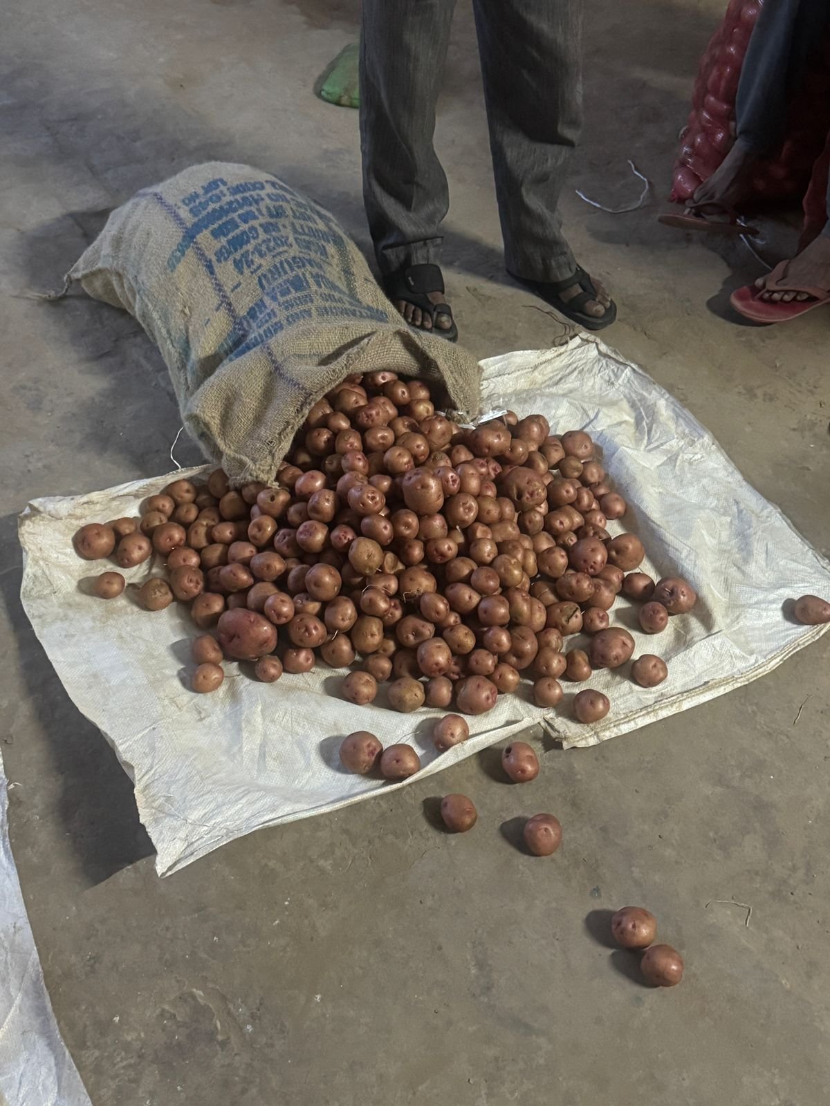 Potato