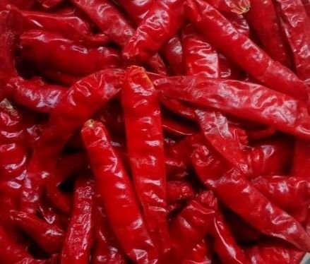 Dry Red Chilli