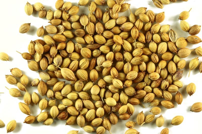 Coriander