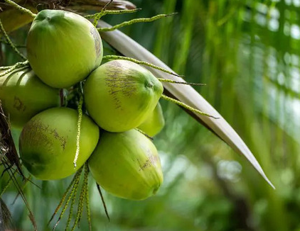 Fresh Green Coconut 