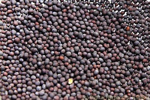 Mustard Seeds