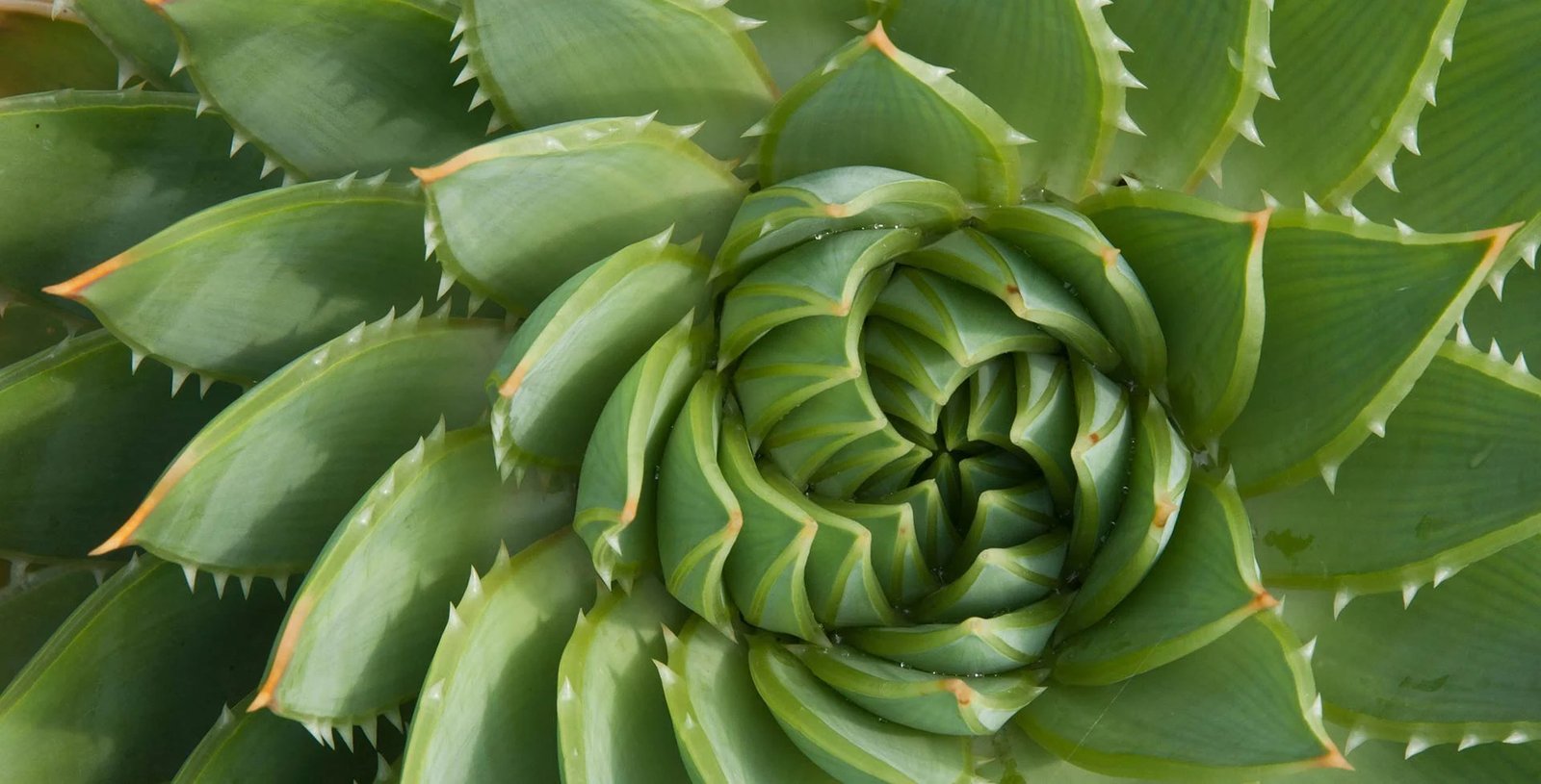Aloevera Leaf