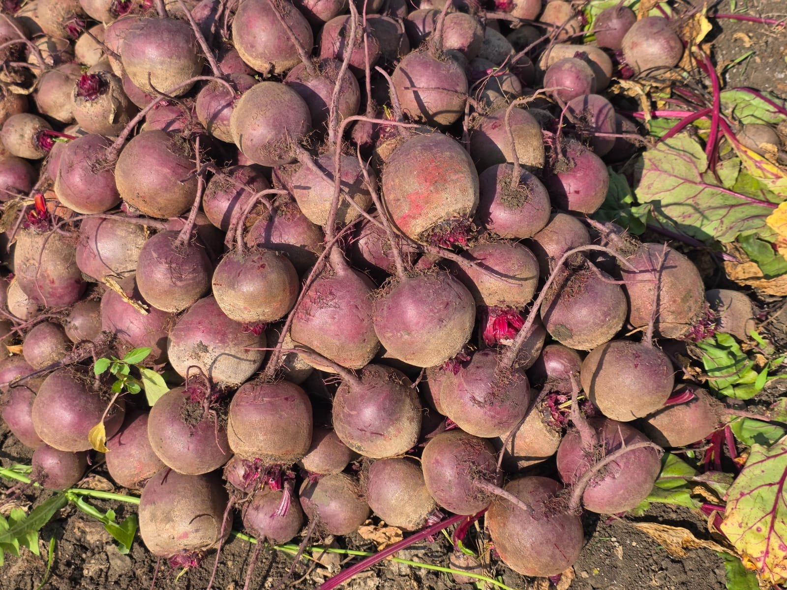 Beetroot