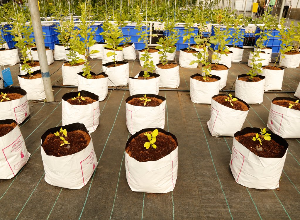  Cocopeat Grow Bags