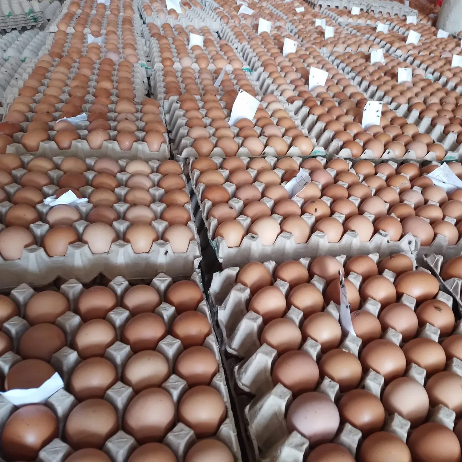 Fresh Brown Egg