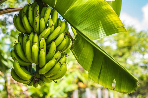 Fresh Green Banana
