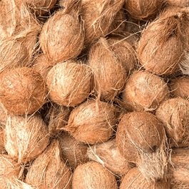Semi Husked Coconut