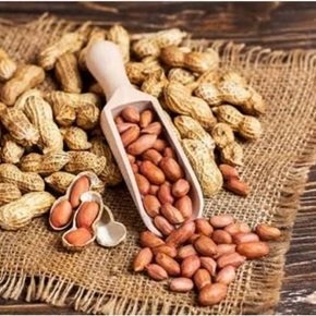Groundnut