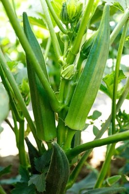 Okra