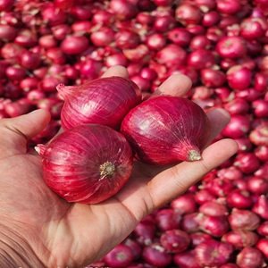 Fresh Onion